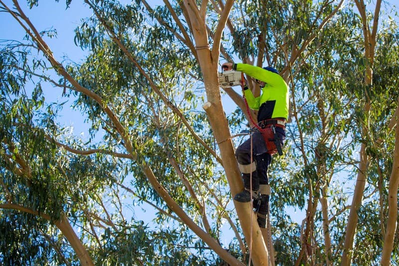 Safe tree removal with professional equipment and site protection in Sydney