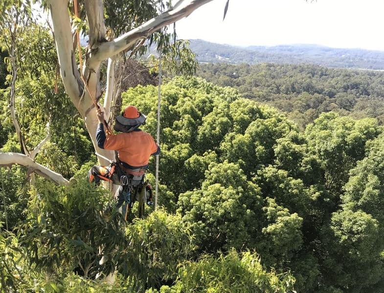 Tree care and arborist services maintaining property safety and tree health in Sydney
