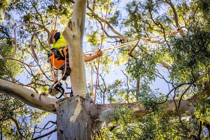 Tree Services Sydney