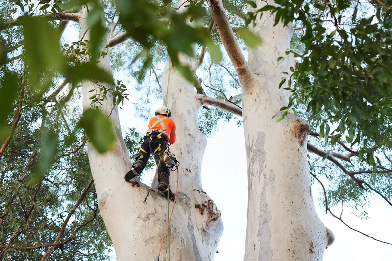 Professional Tree Services Integrated with Landscape Design in Sydney