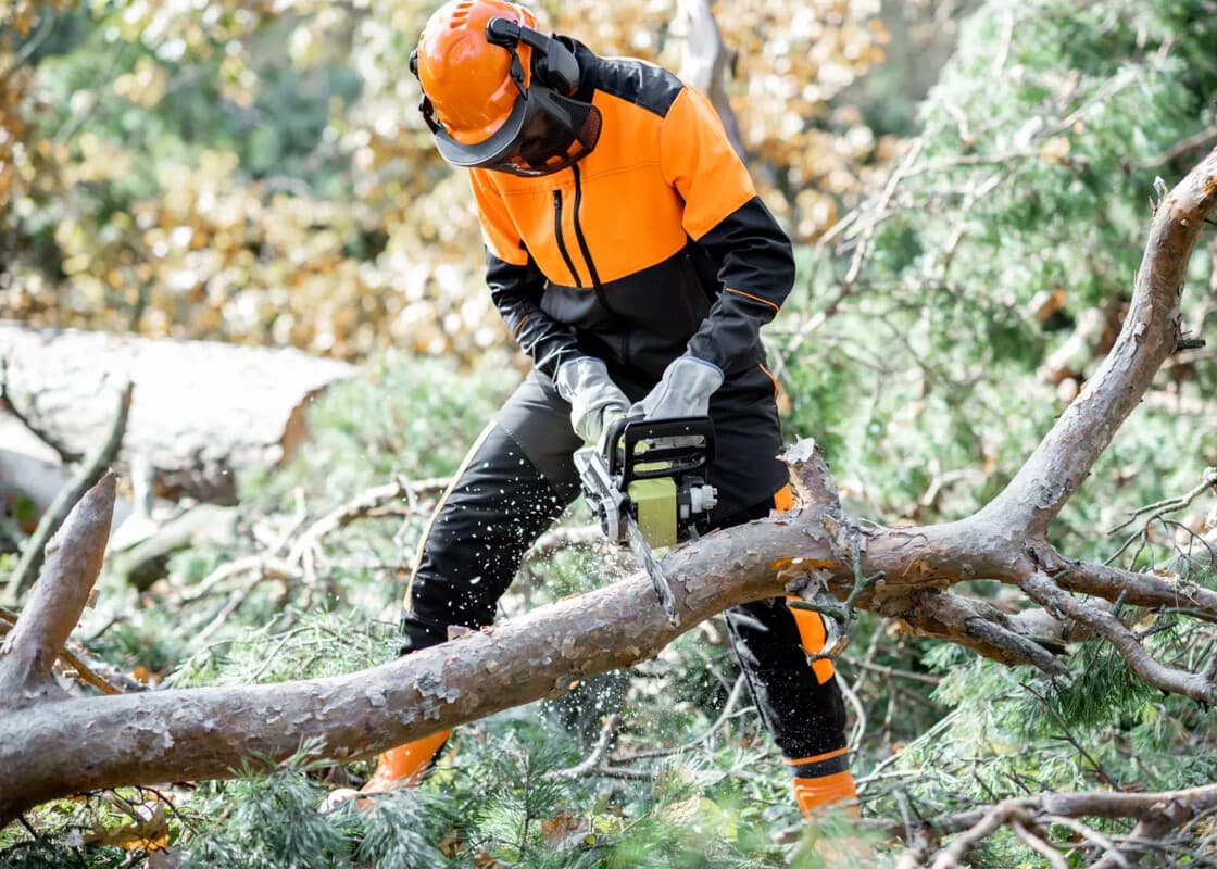 Tree Services Cost Sydney 2026: Pricing, Access, and Scope