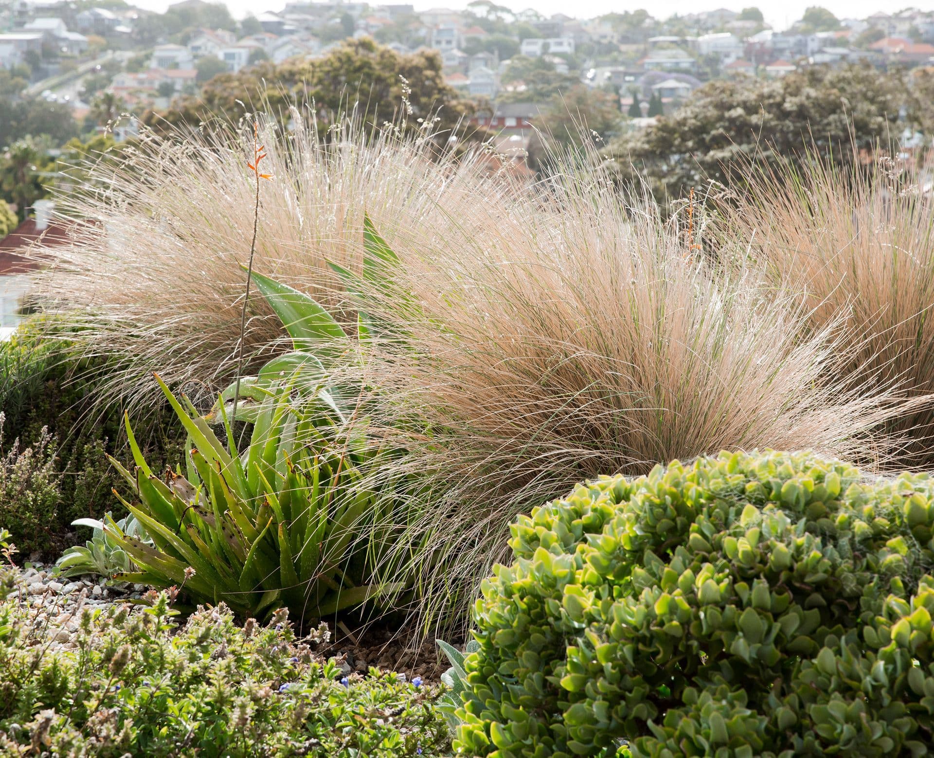 Coastal Sydney garden landscaping by Nazscapes featuring ornamental native grasses, agave, and structured buxus planting with the suburb beyond