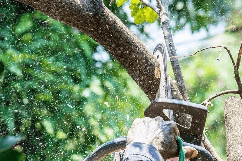 Tree Services Wahroonga